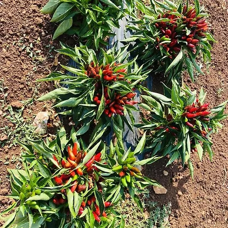 Charming In With Shared Pool * 나르도